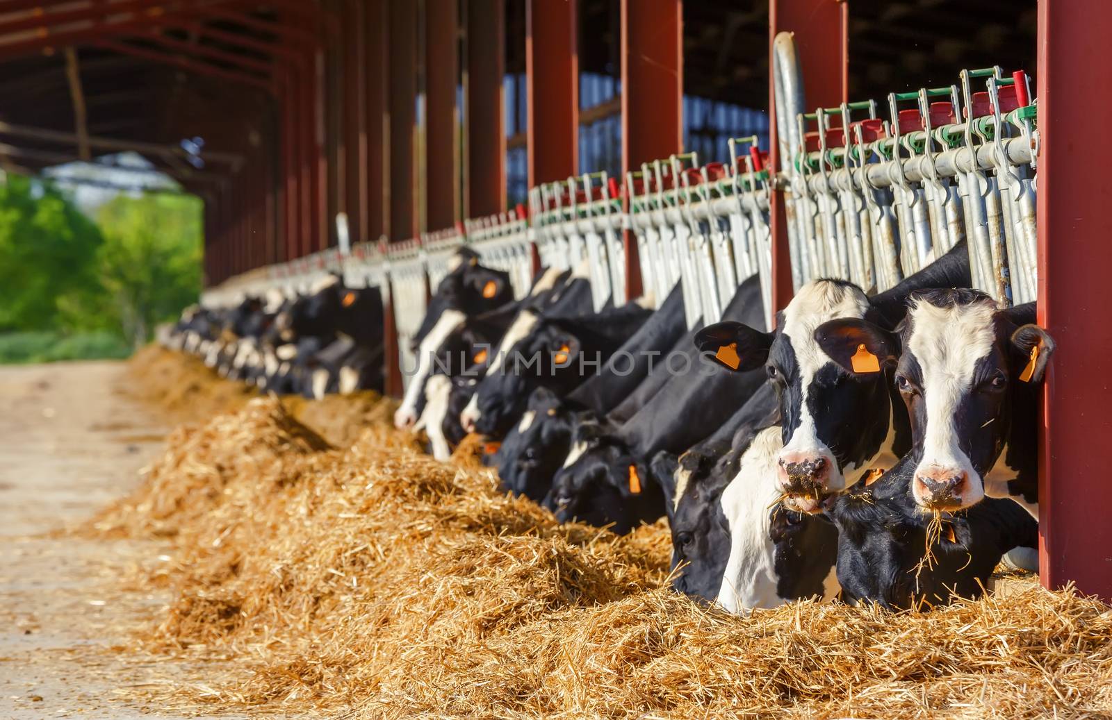 Lot of Holstein Cow eating in a milk production farm