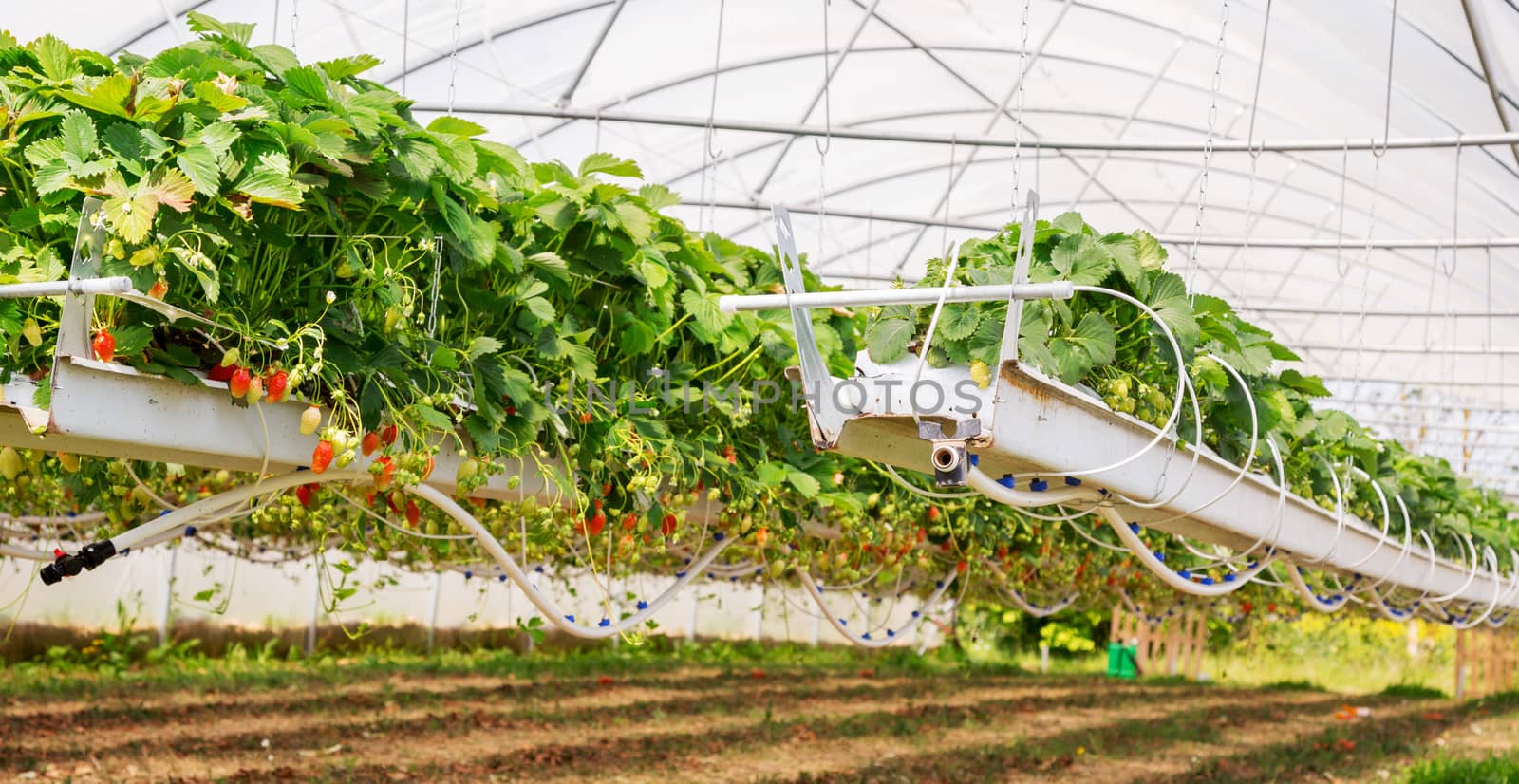 Inside view on strawberry plant on greenhouse