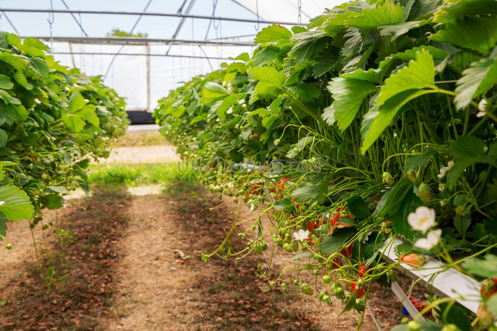 Inside view on strawberry plant on greenhouse by pixinoo