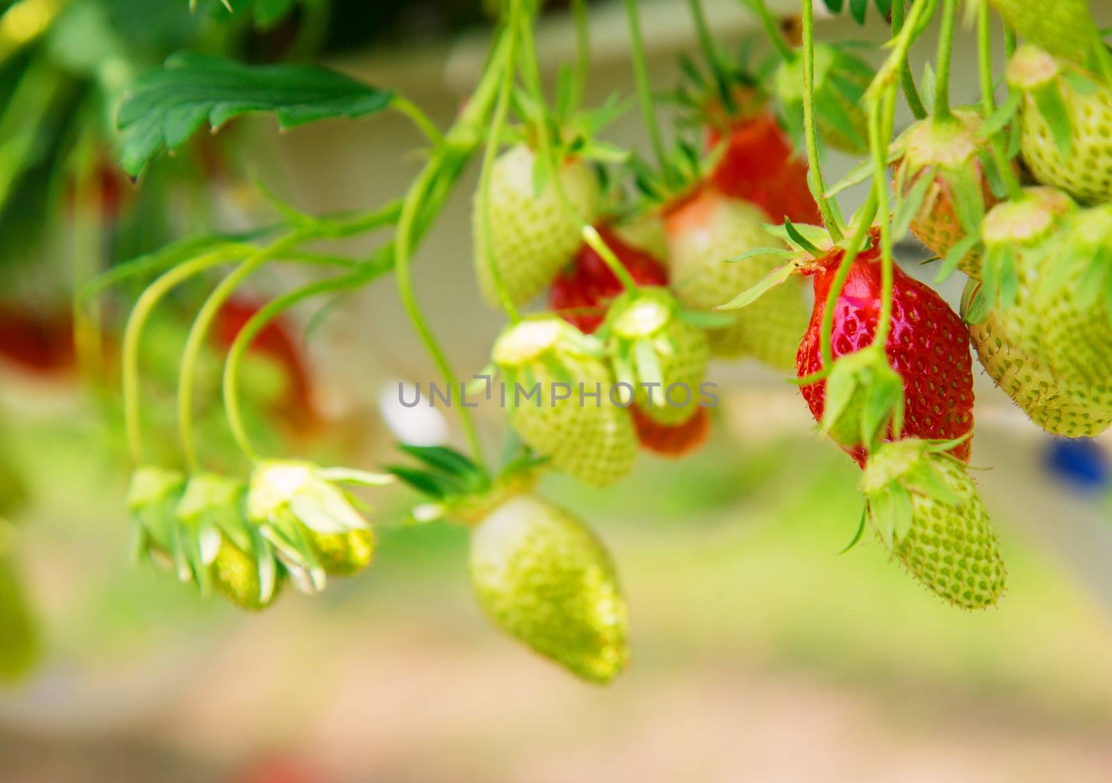 Organic strawberry plant growing in green house