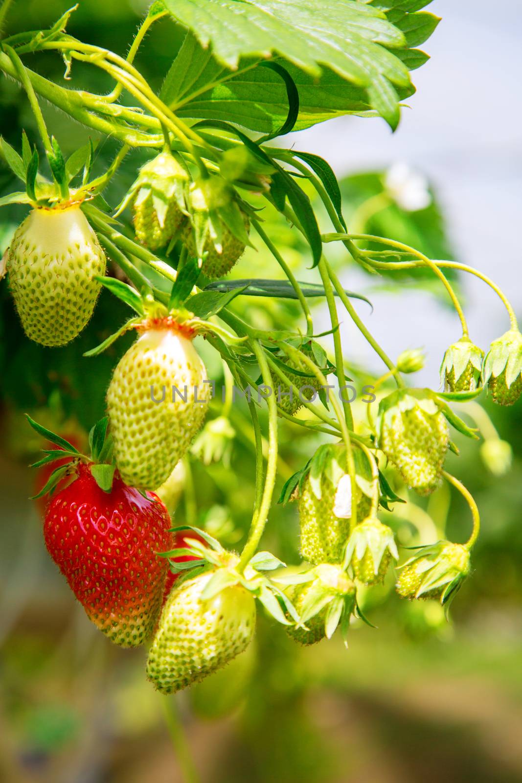 Organic strawberry plant growing in green house by pixinoo