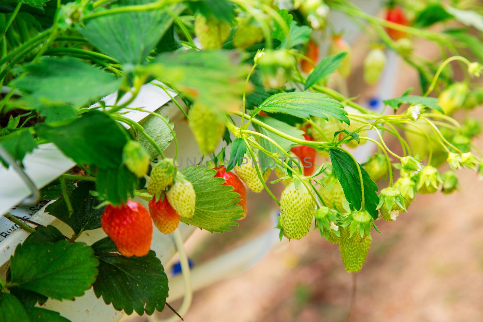 Organic strawberry plant growing in green house by pixinoo