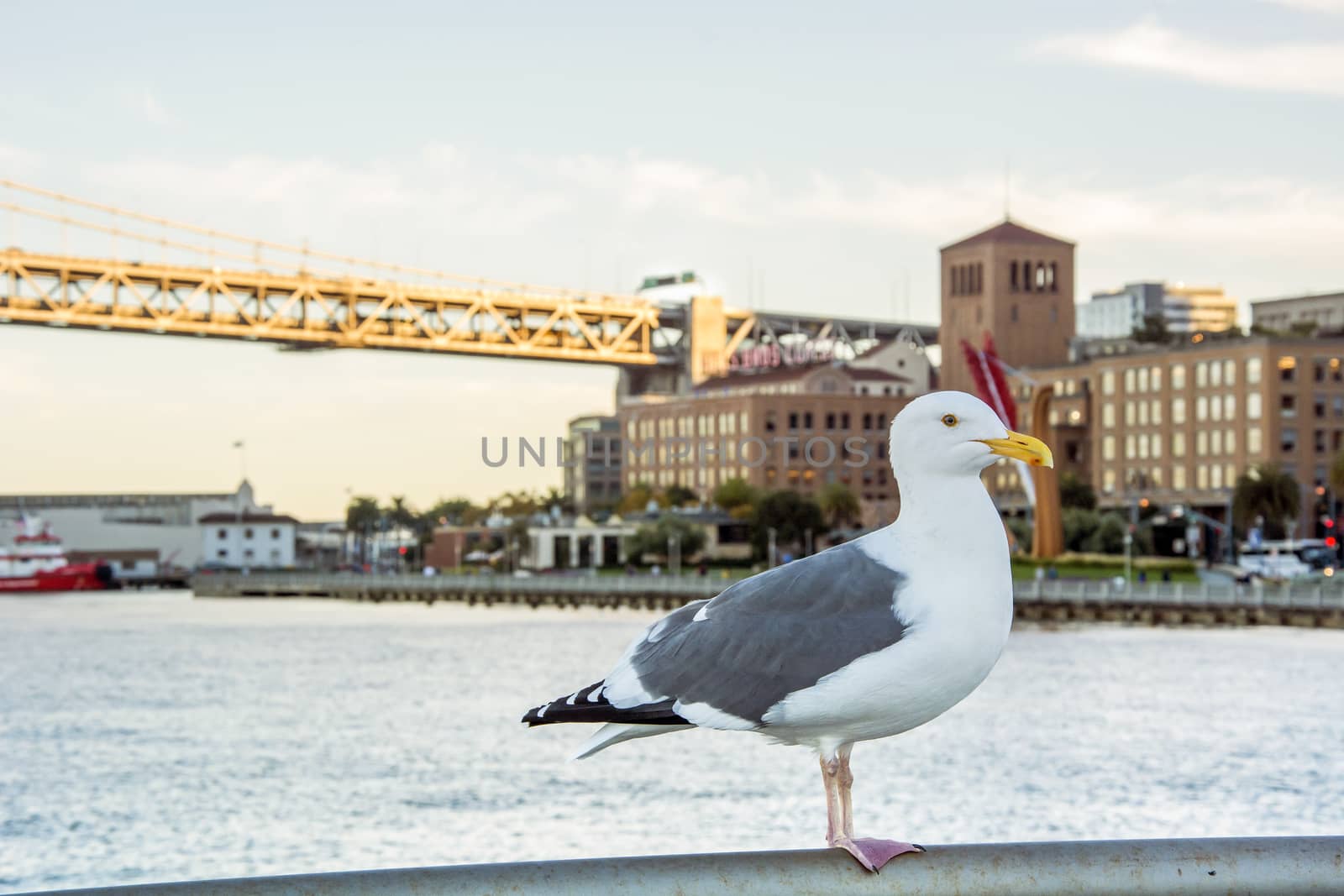 seagull on bay bridge background, san francisco,