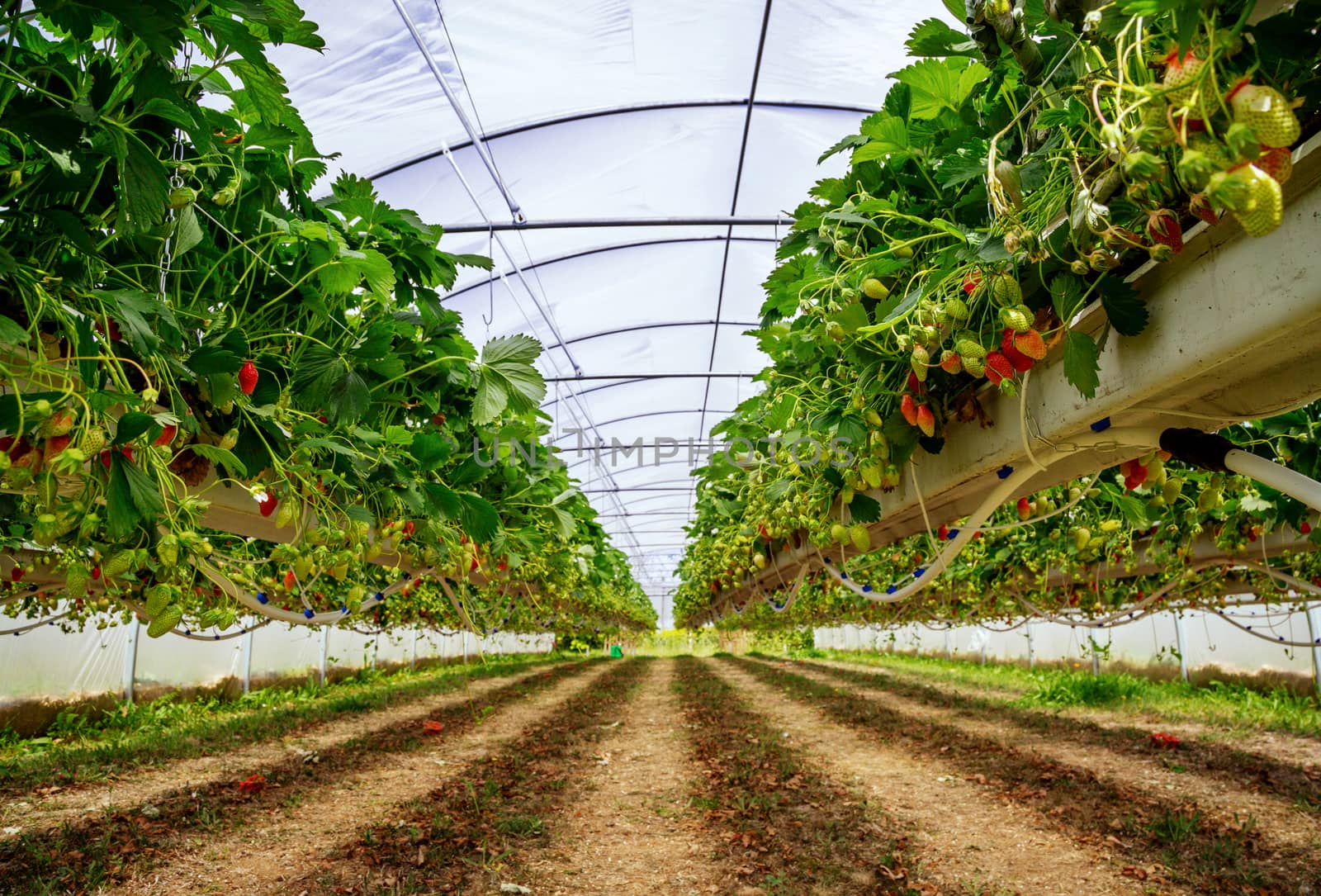 Inside view on strawberry plant on greenhouse by pixinoo
