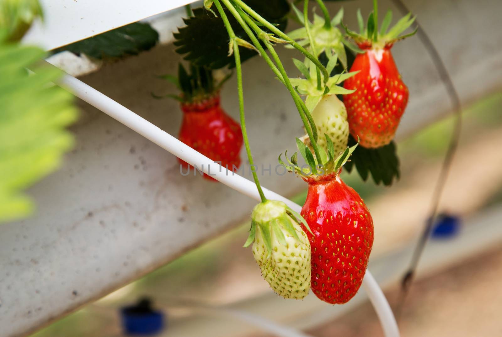 Organic strawberry plant growing in green house