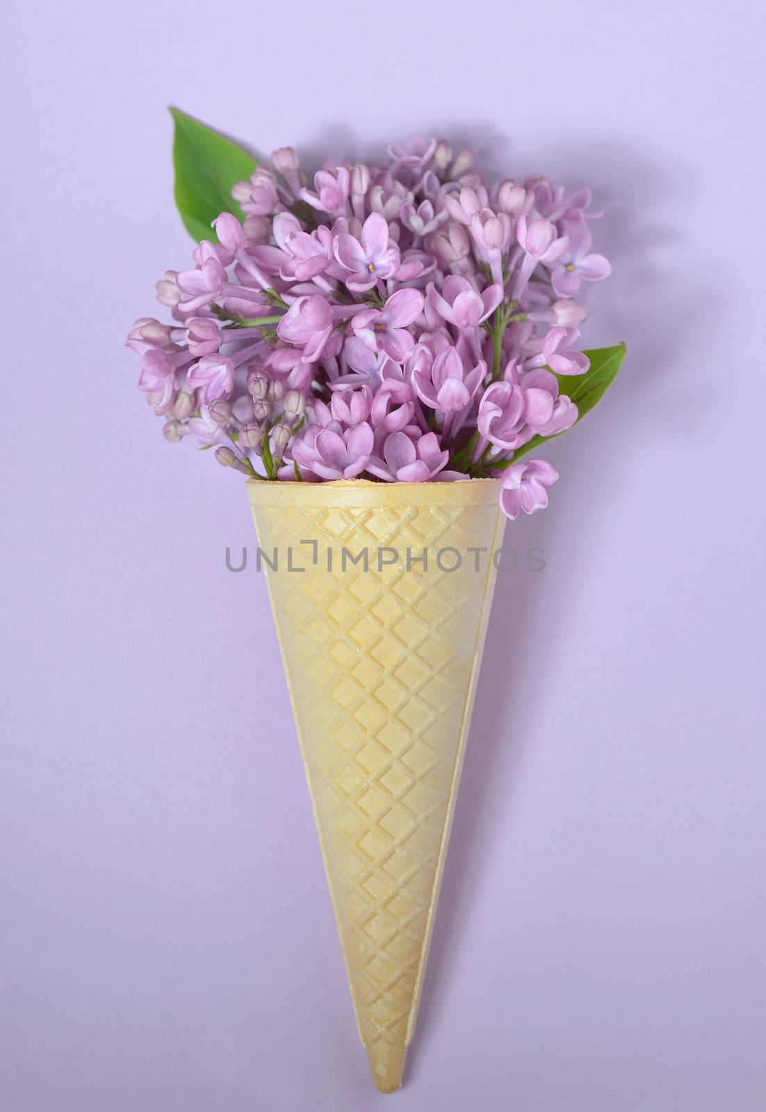  lilac in cone on paper background