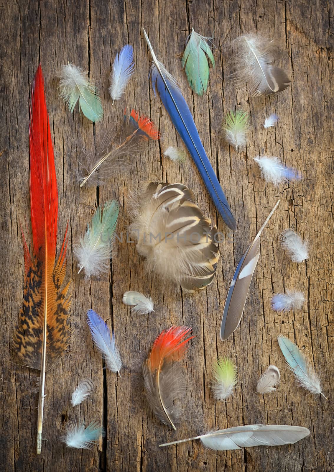 Collection of different color feathers on old wooden table