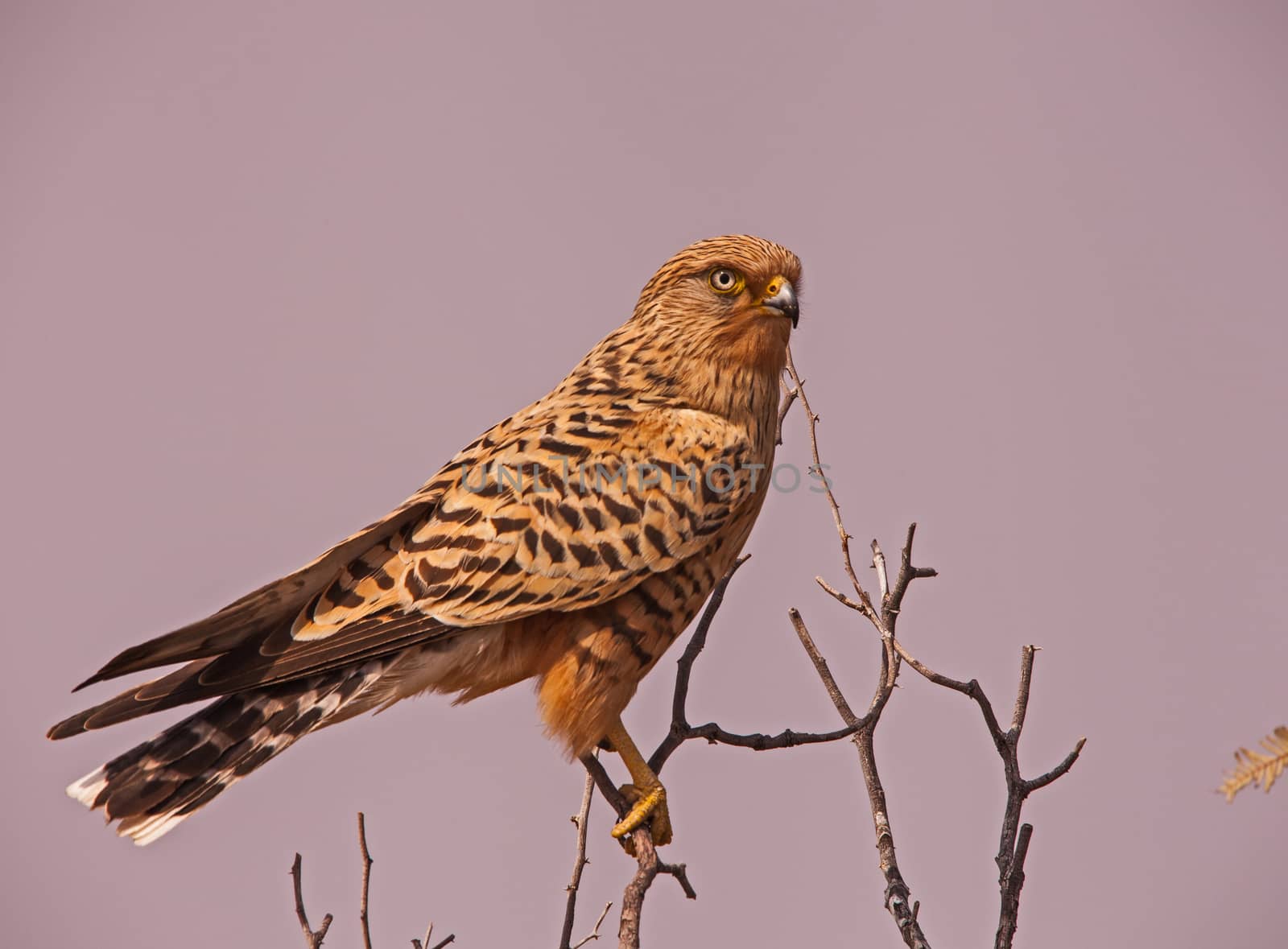The Greater Kestrel, Falco rupicoloides, photographed in the Kgalagadi Trans Frontier Park, South Africa