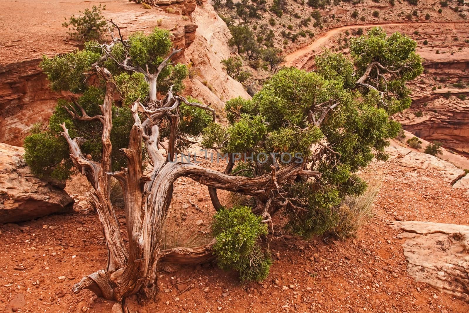 Utah Juniper at Shafer Canyon by kobus_peche