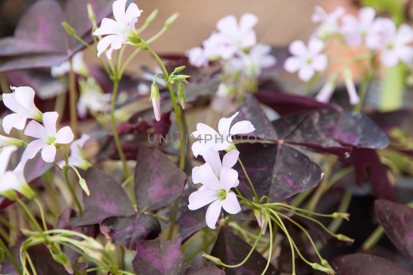 Indian park white flowers. purple leaves of oxalis triangularis