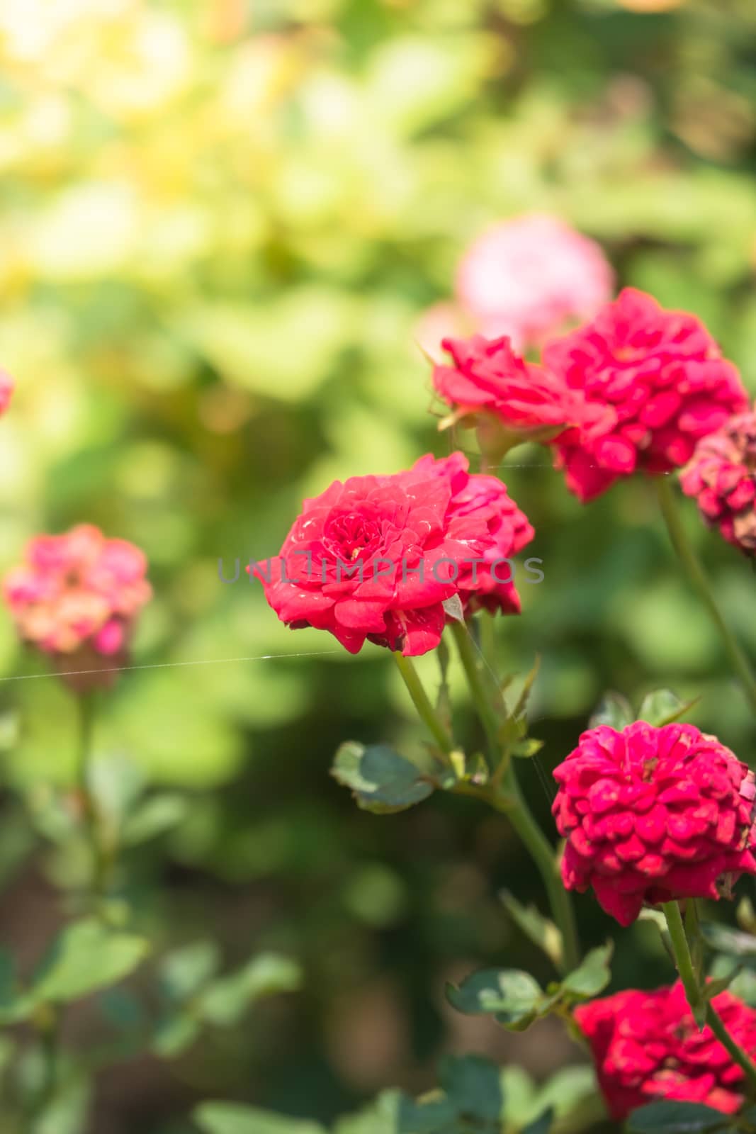 The background image of the colorful flowers by teerawit