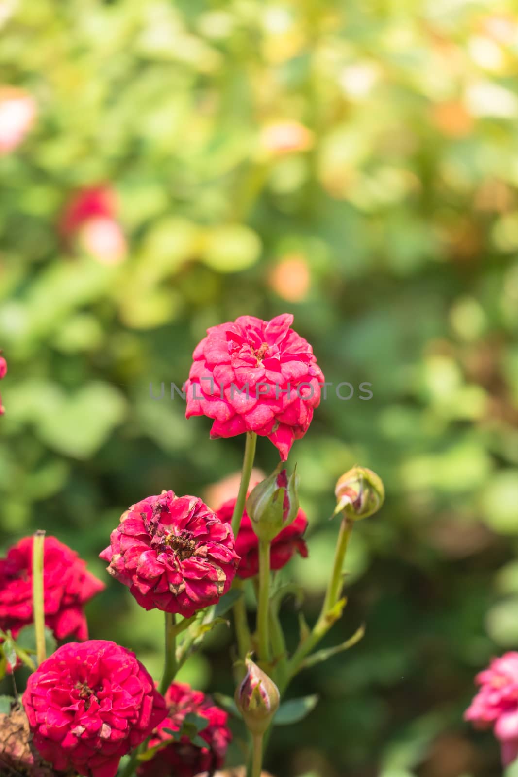 The background image of the colorful flowers by teerawit