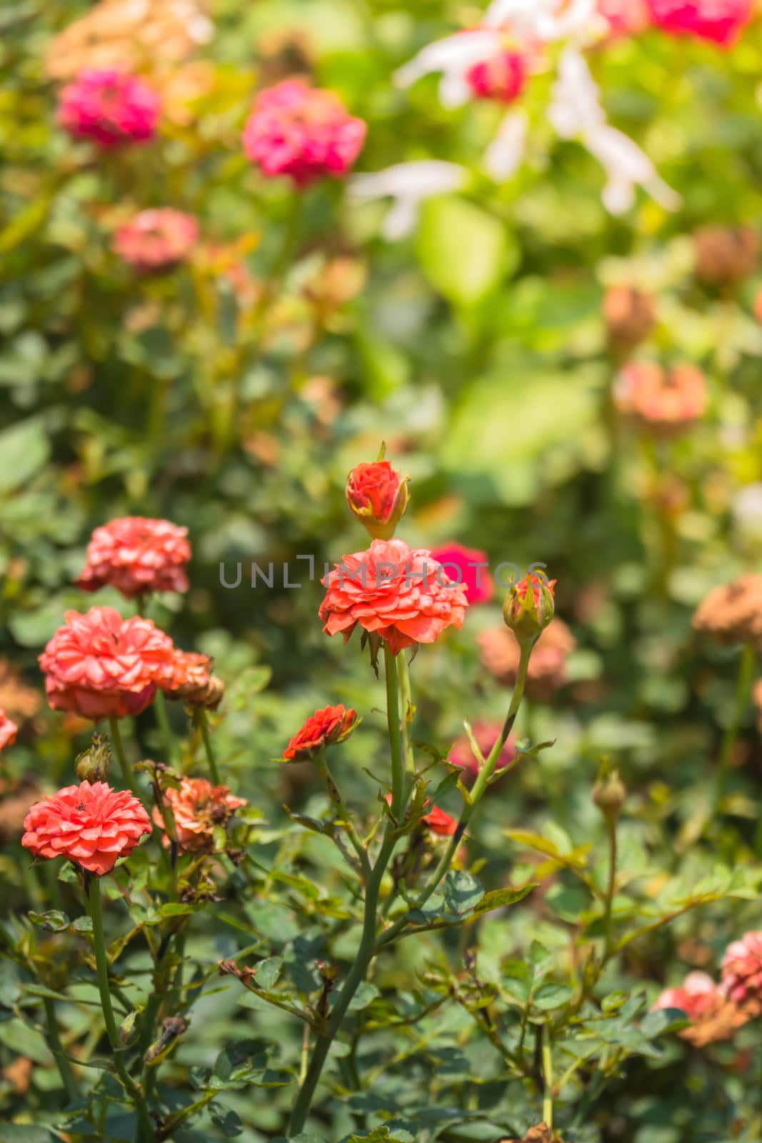 The background image of the colorful flowers, background nature