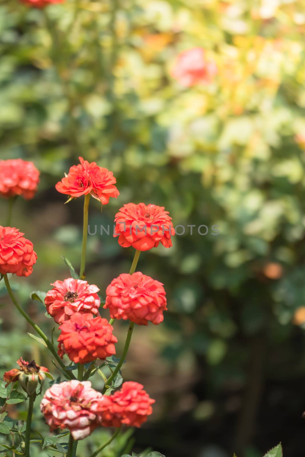 The background image of the colorful flowers, background nature