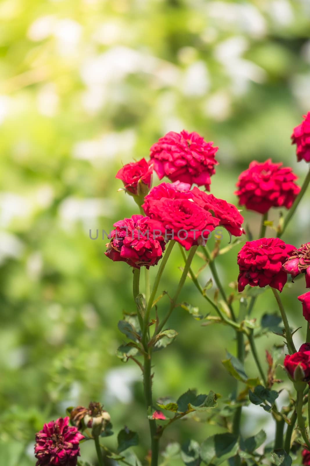 The background image of the colorful flowers by teerawit