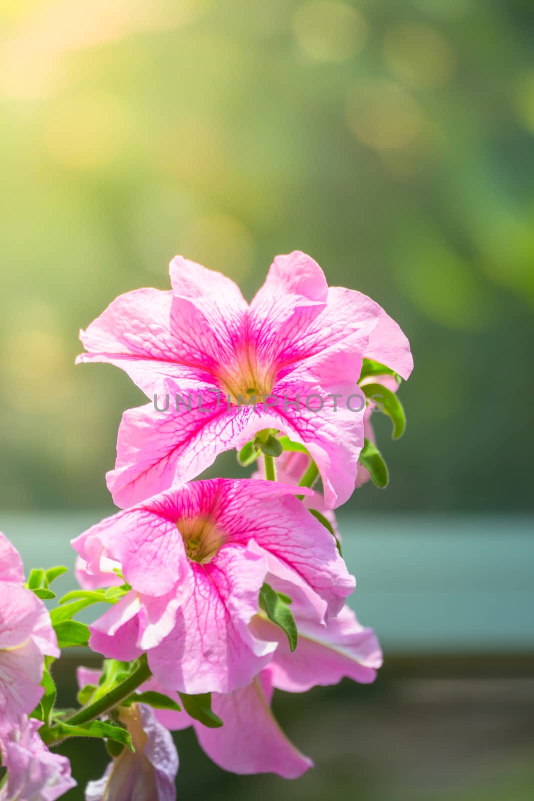 The background image of the colorful flowers by teerawit