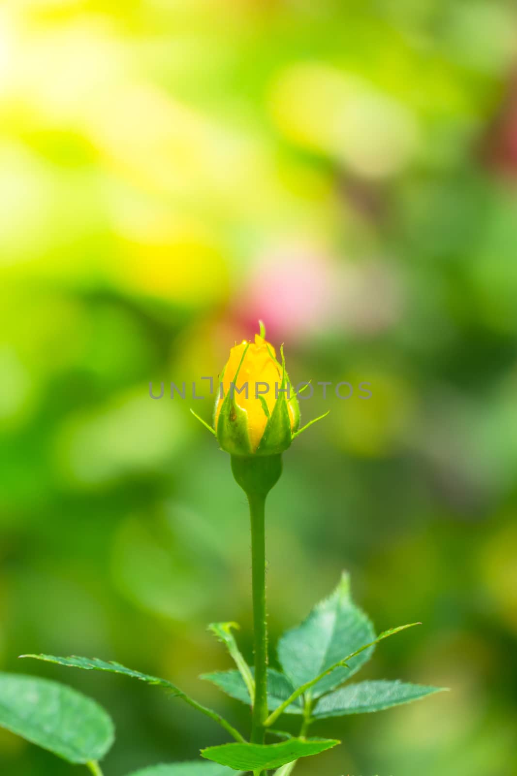 The background image of the colorful flowers by teerawit