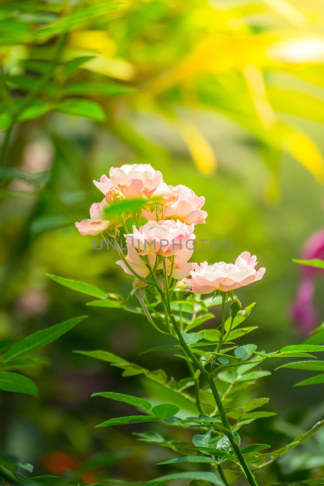 The background image of the colorful flowers by teerawit