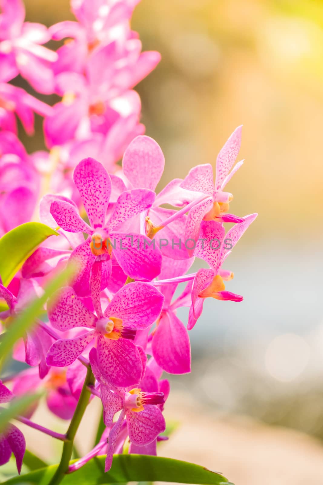 The background image of the colorful flowers by teerawit