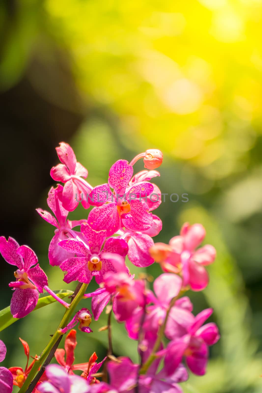 The background image of the colorful flowers by teerawit