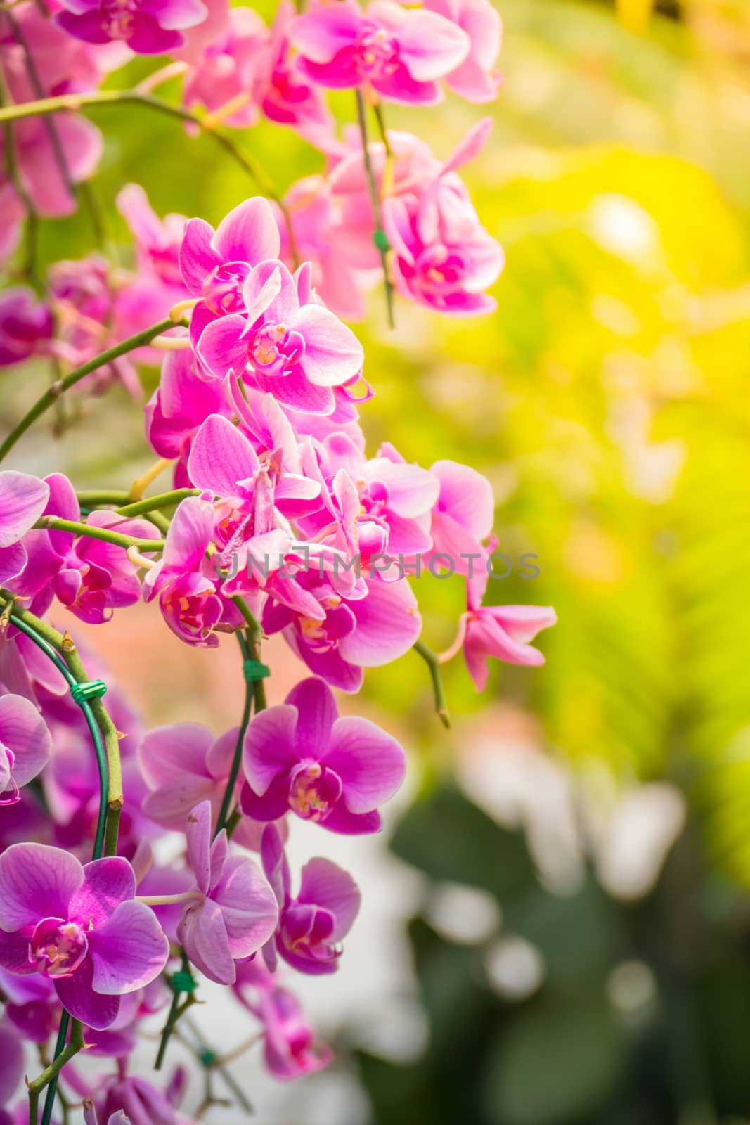 The background image of the colorful flowers by teerawit