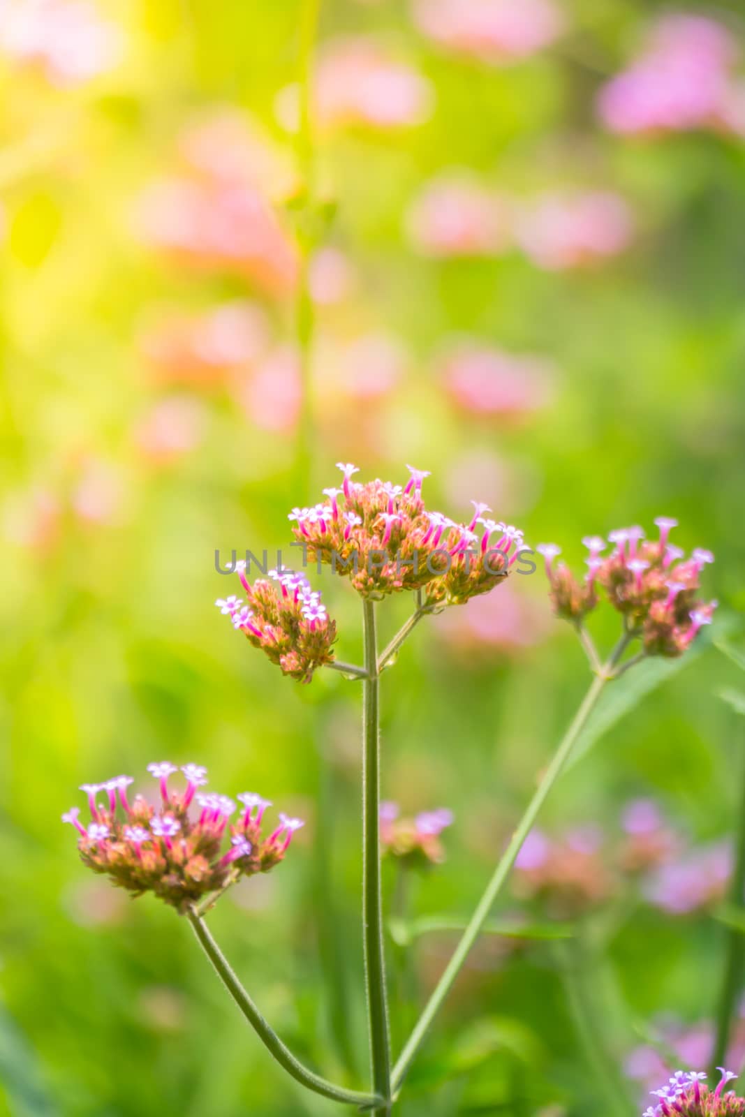 The background image of the colorful flowers by teerawit