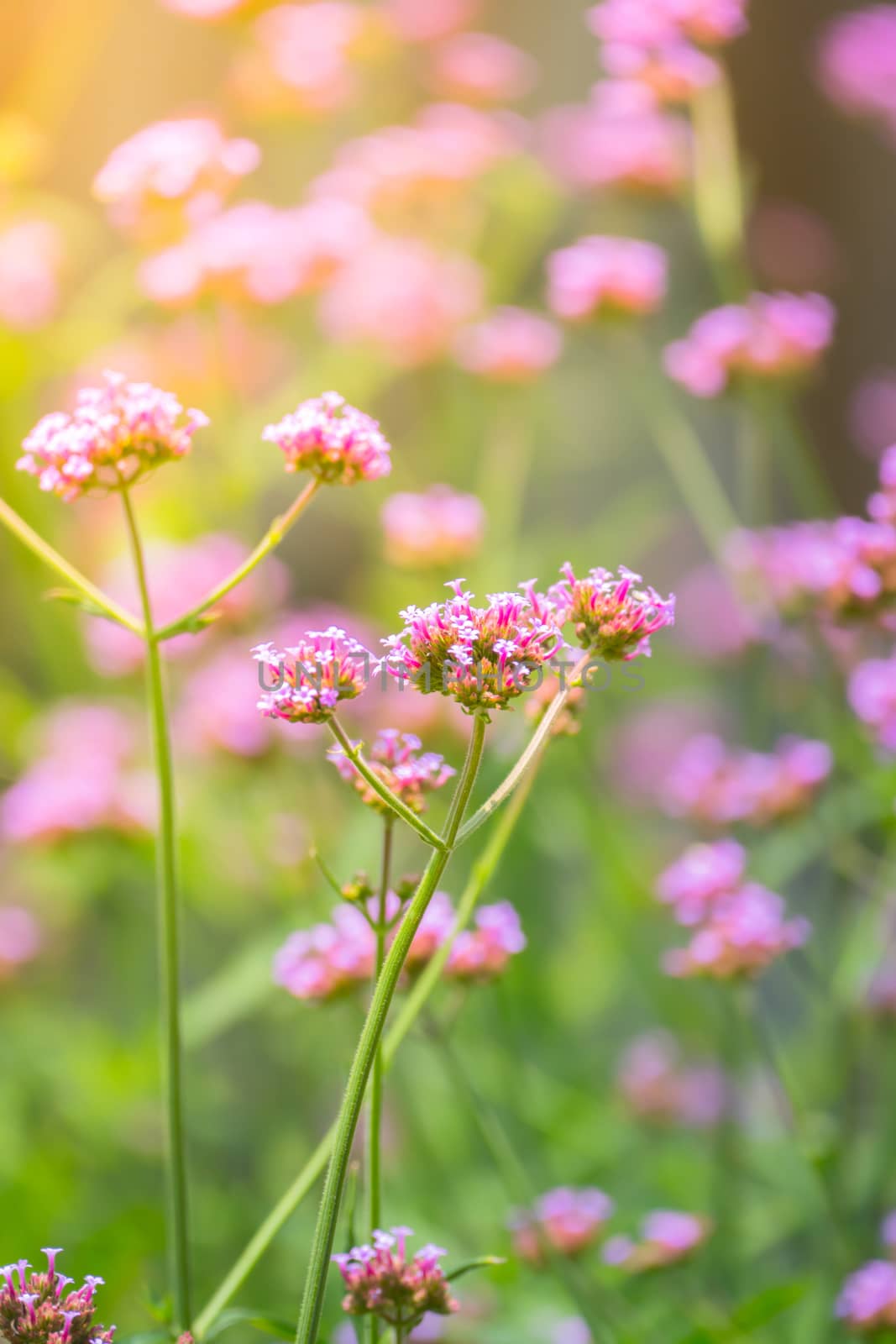 The background image of the colorful flowers by teerawit