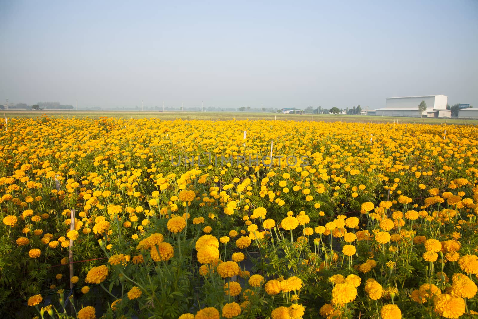Marigold field in the morning at Thailand.