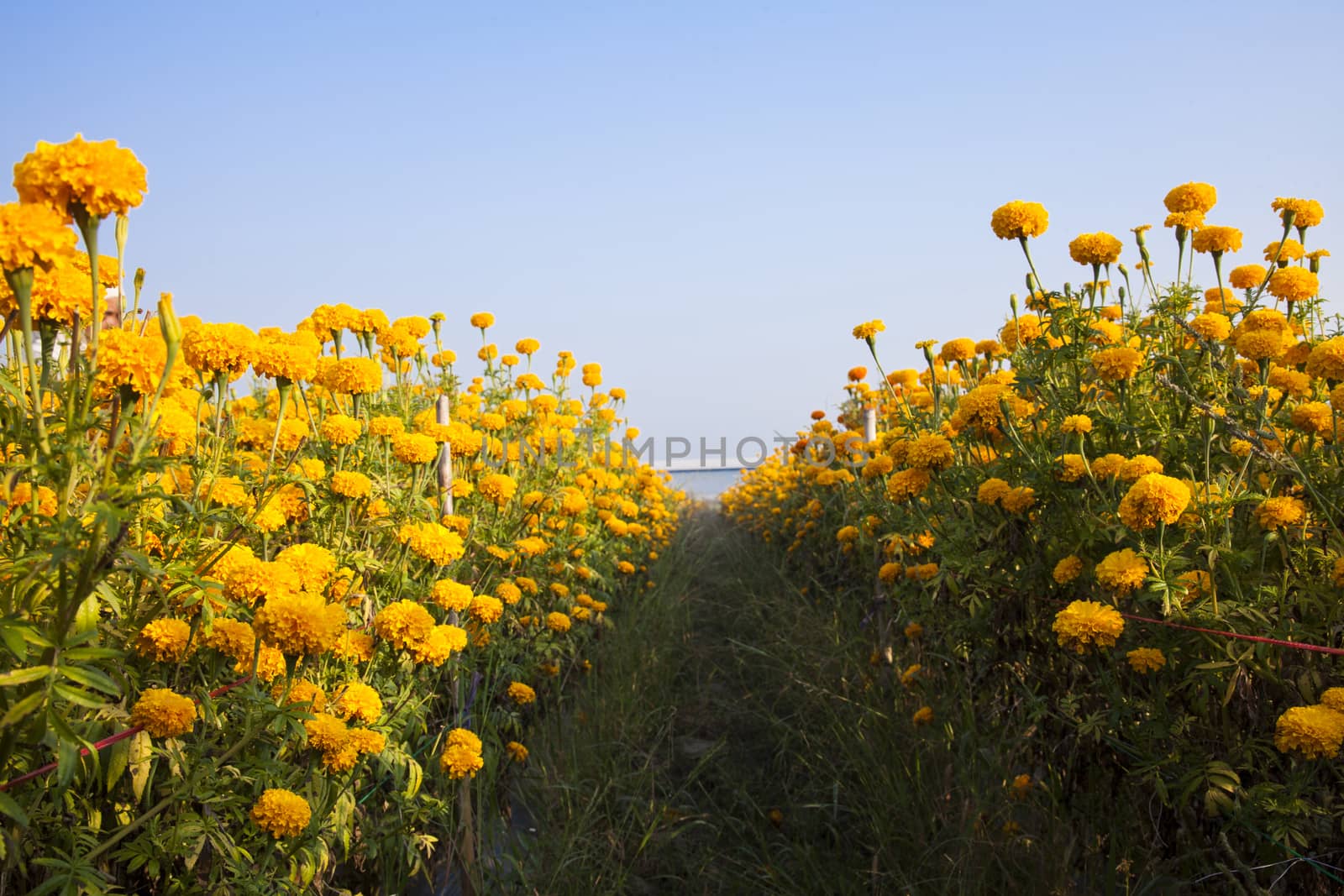 Sunflower field in the morning at Thailand.