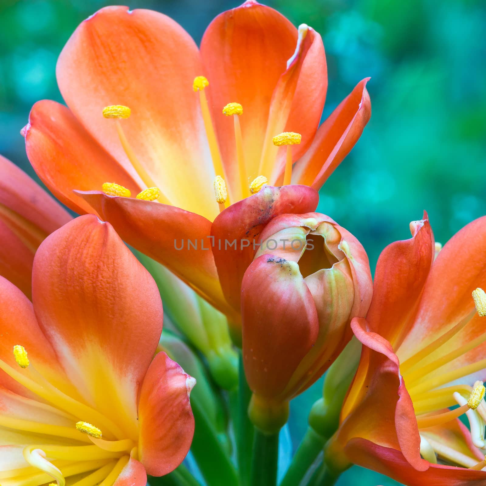 Spring, the oranges yellows flowers on succulent