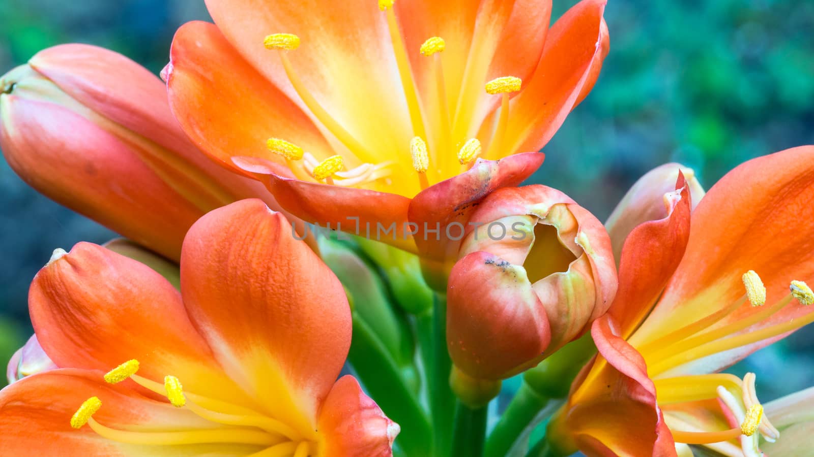 Spring, the oranges yellows flowers on succulent