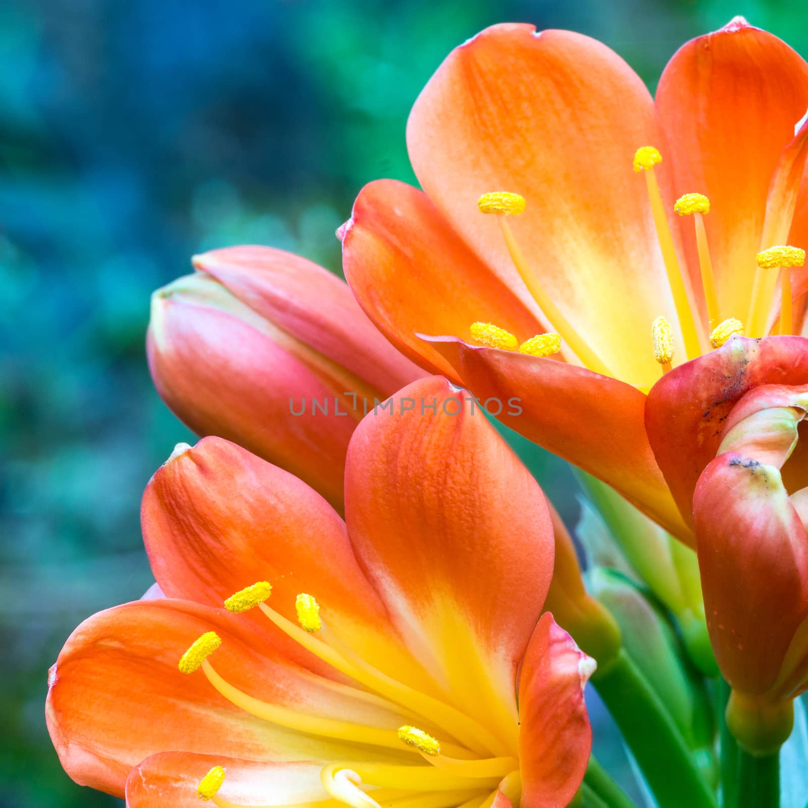 Spring, the oranges yellows flowers on succulent