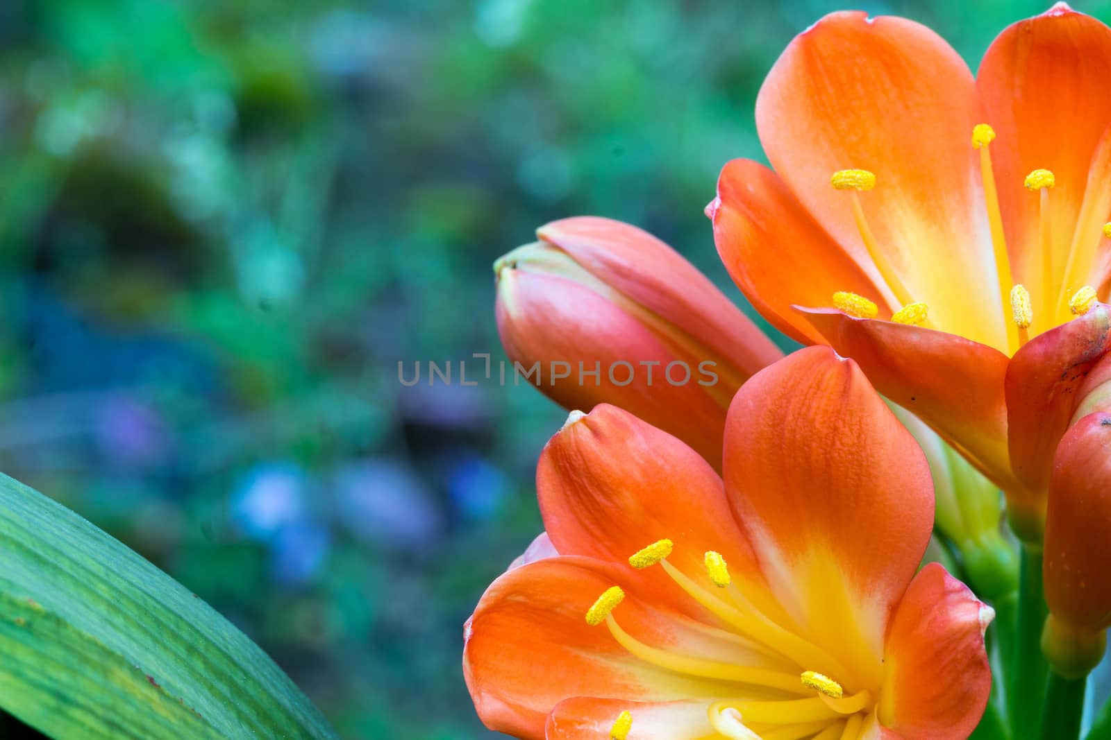 Spring, the oranges yellows flowers on succulent