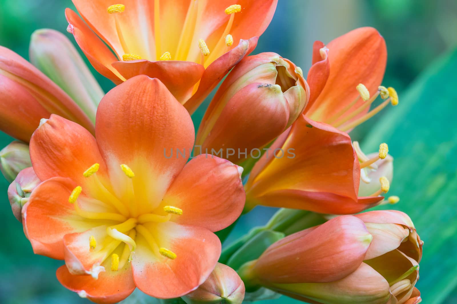 Spring, the oranges yellows flowers on succulent