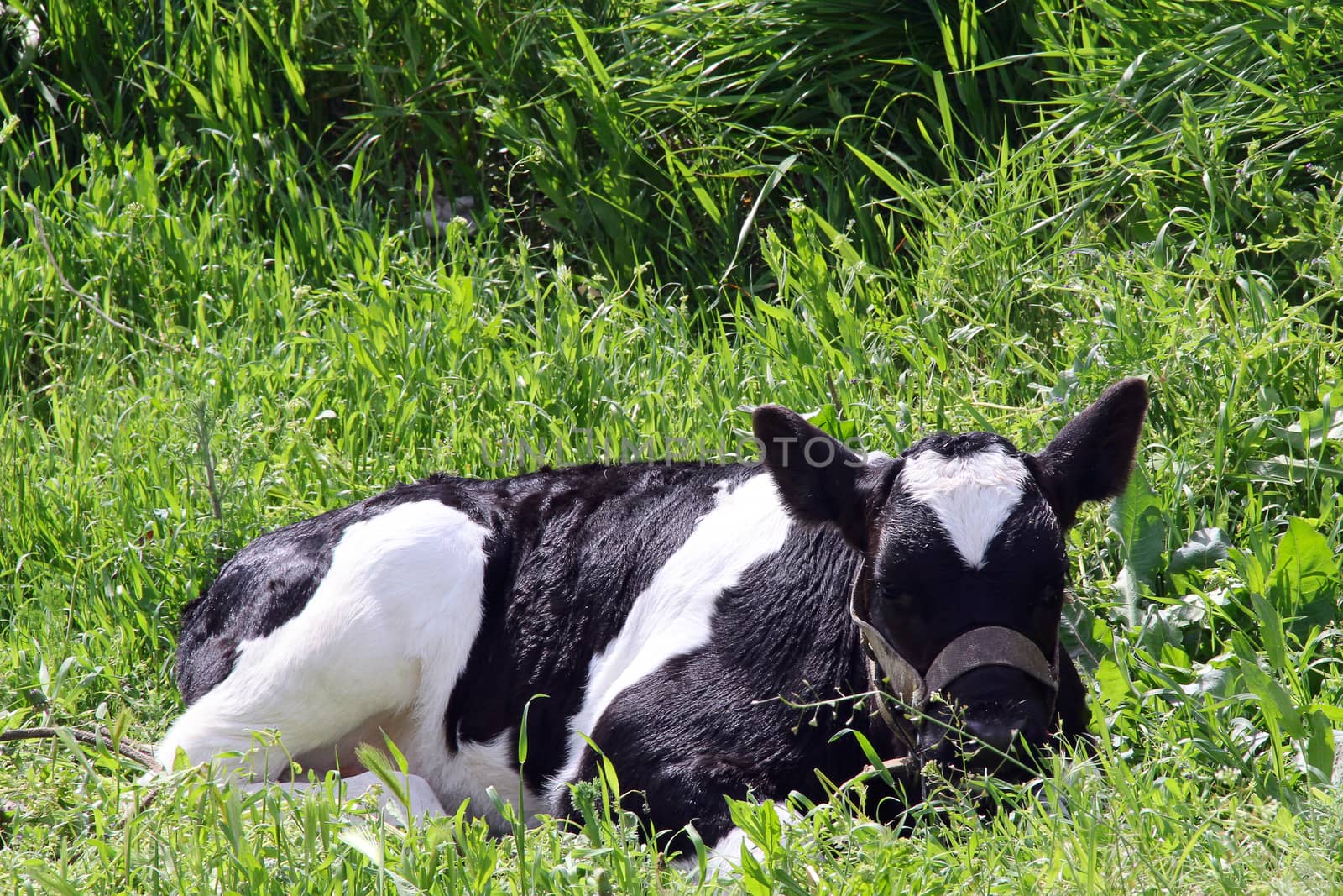 calf in a meadow on thr grass. photo