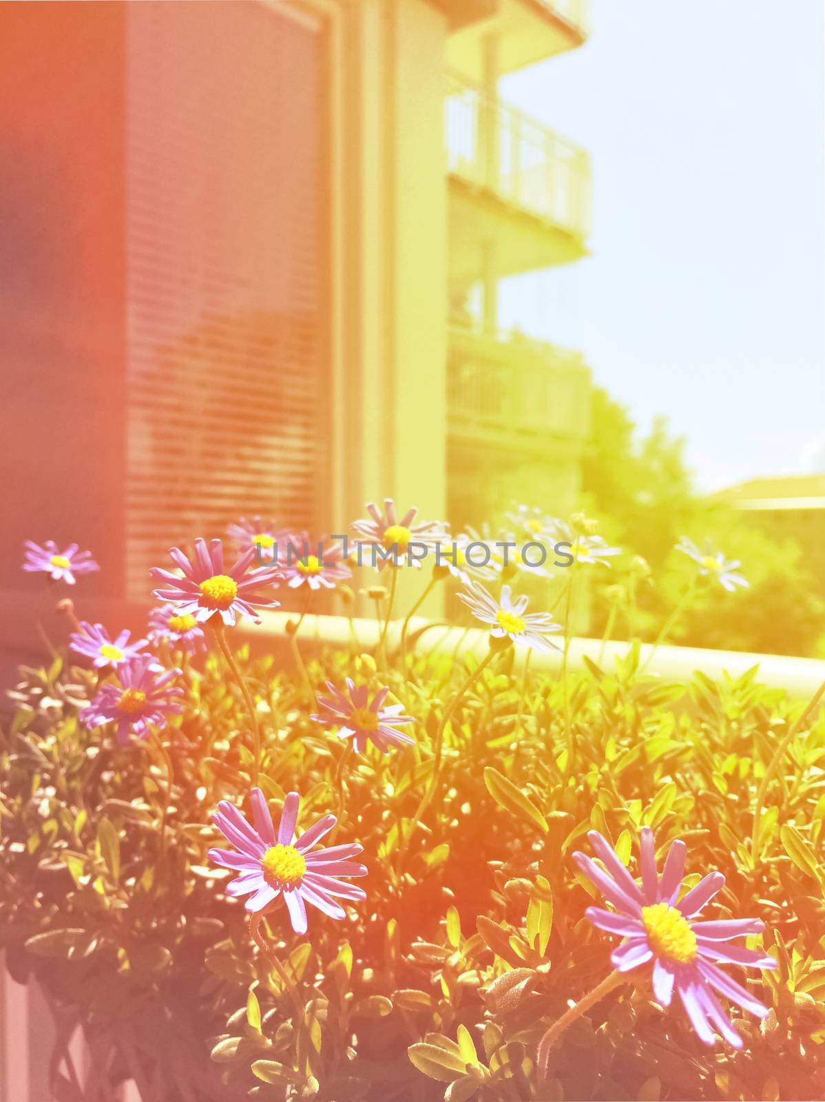 Sunny balcony with blooming daisies. Retro style photo with light leaks.