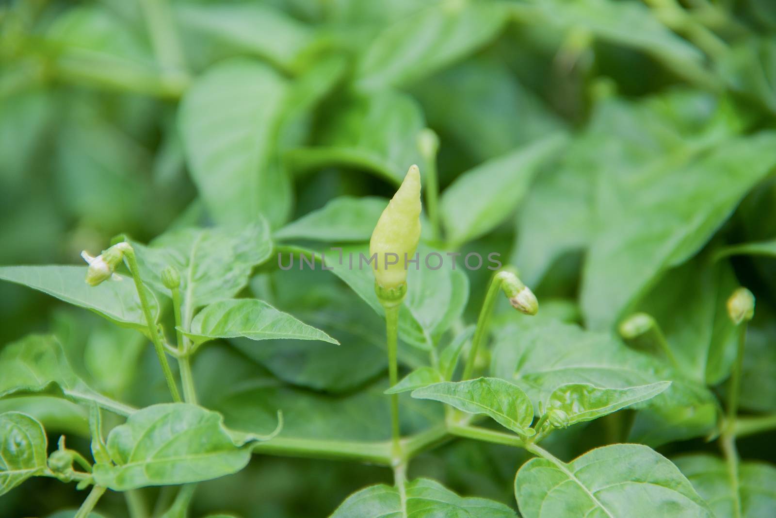 young green chili and baby chili on green tree