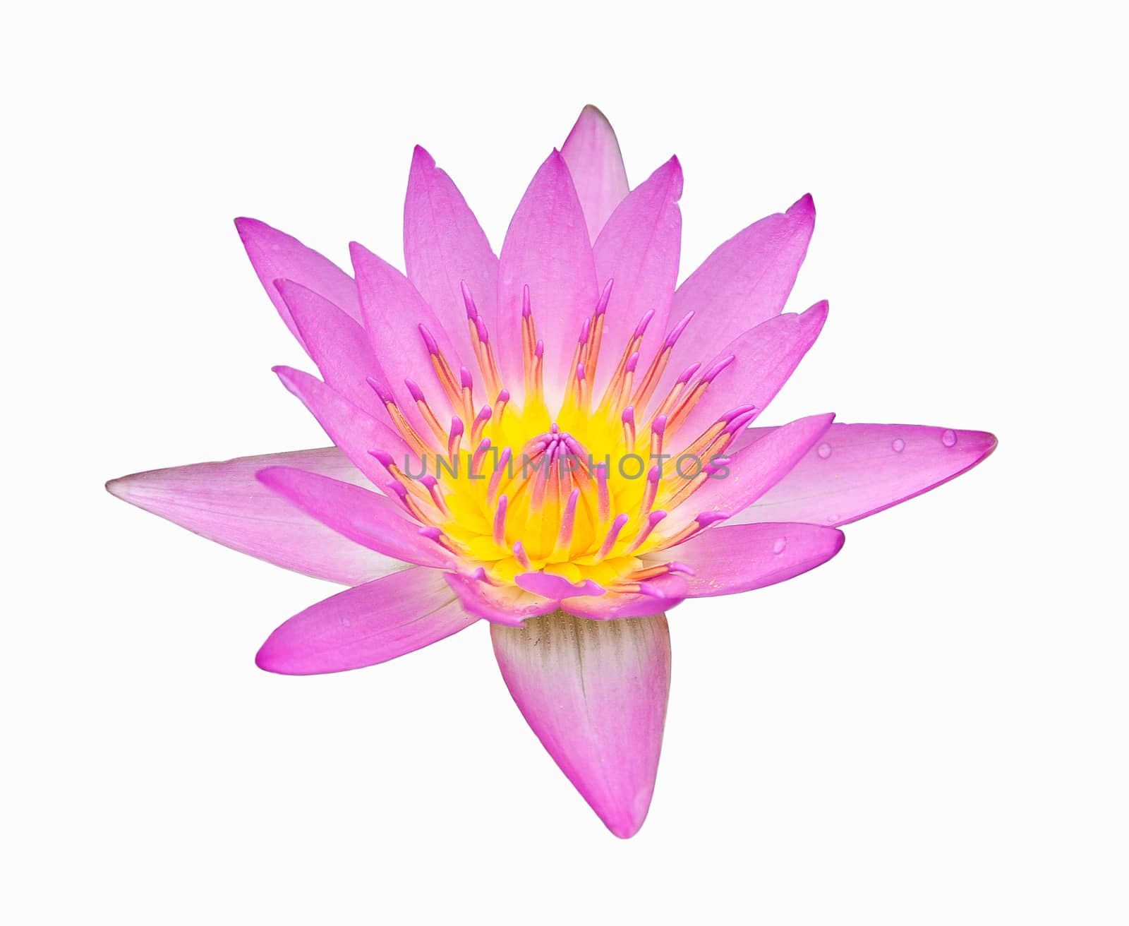 beautiful pink color lotus on white background, isolate