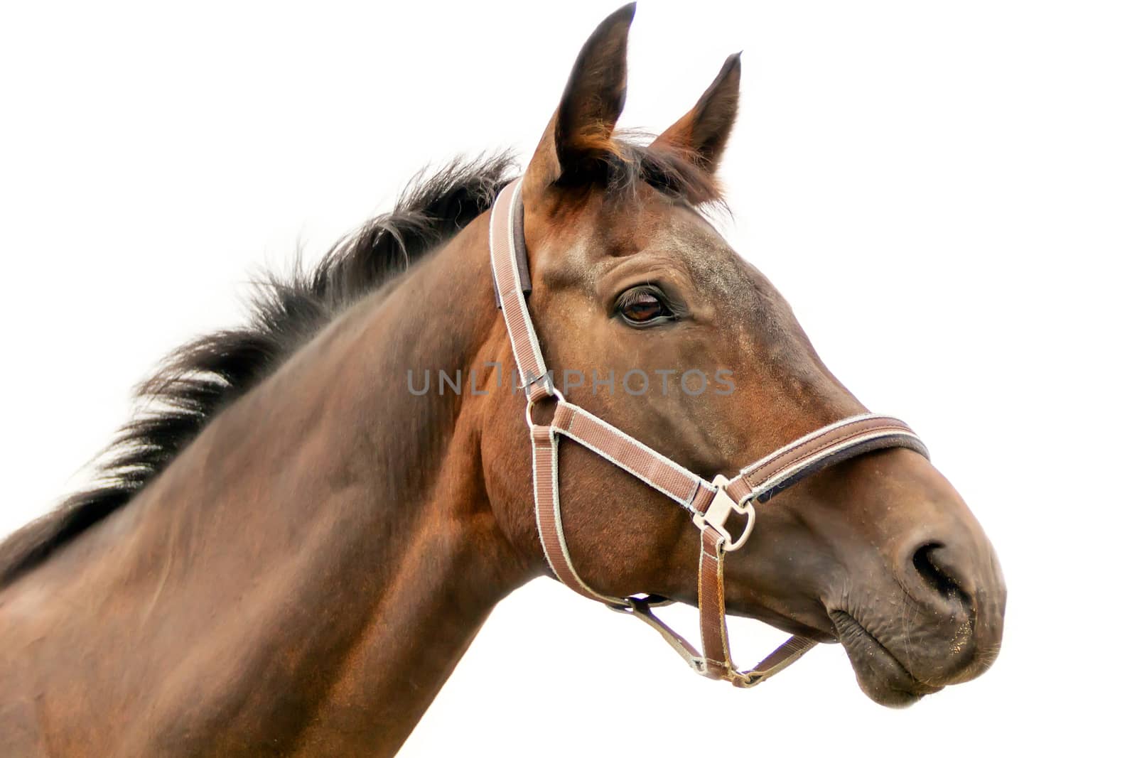 Hippodrome brown head horse in harness on white