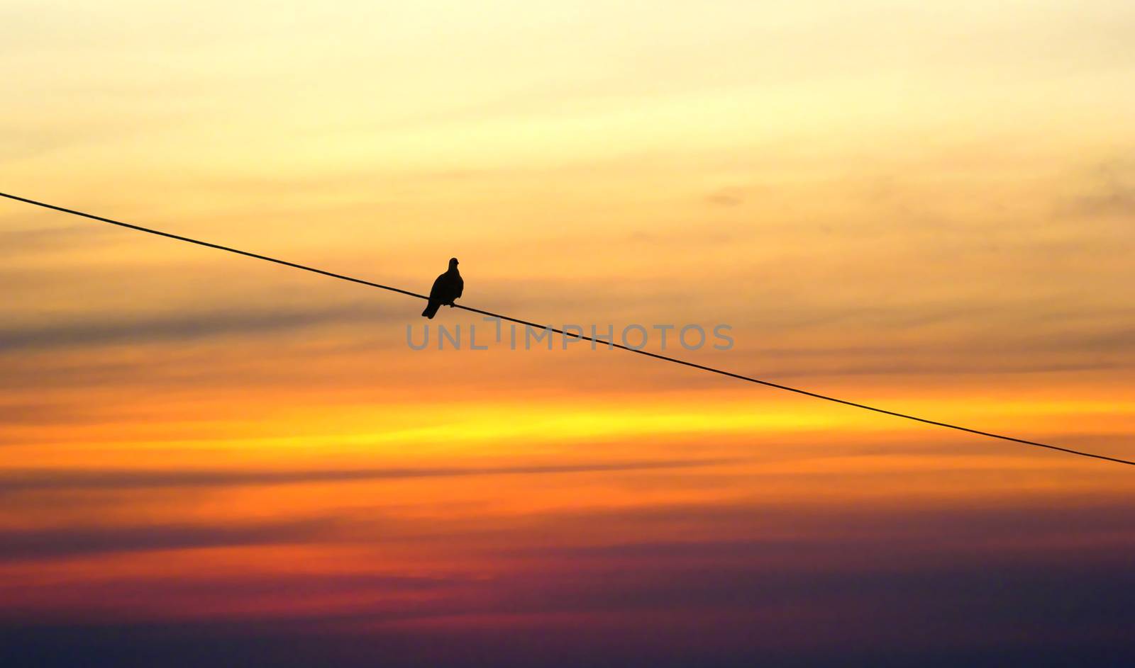 Silhouette of lonely bird on wire in sunset, orange sky