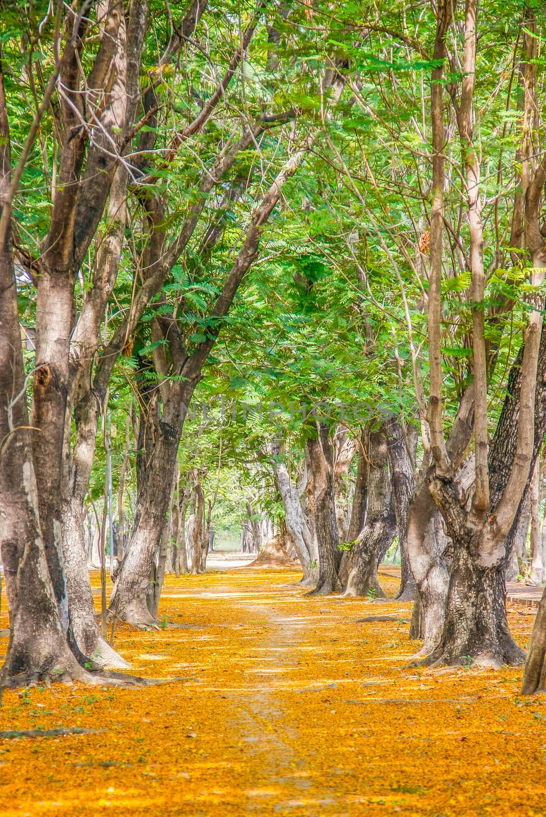 pathway with yellow flowers and green trees inside