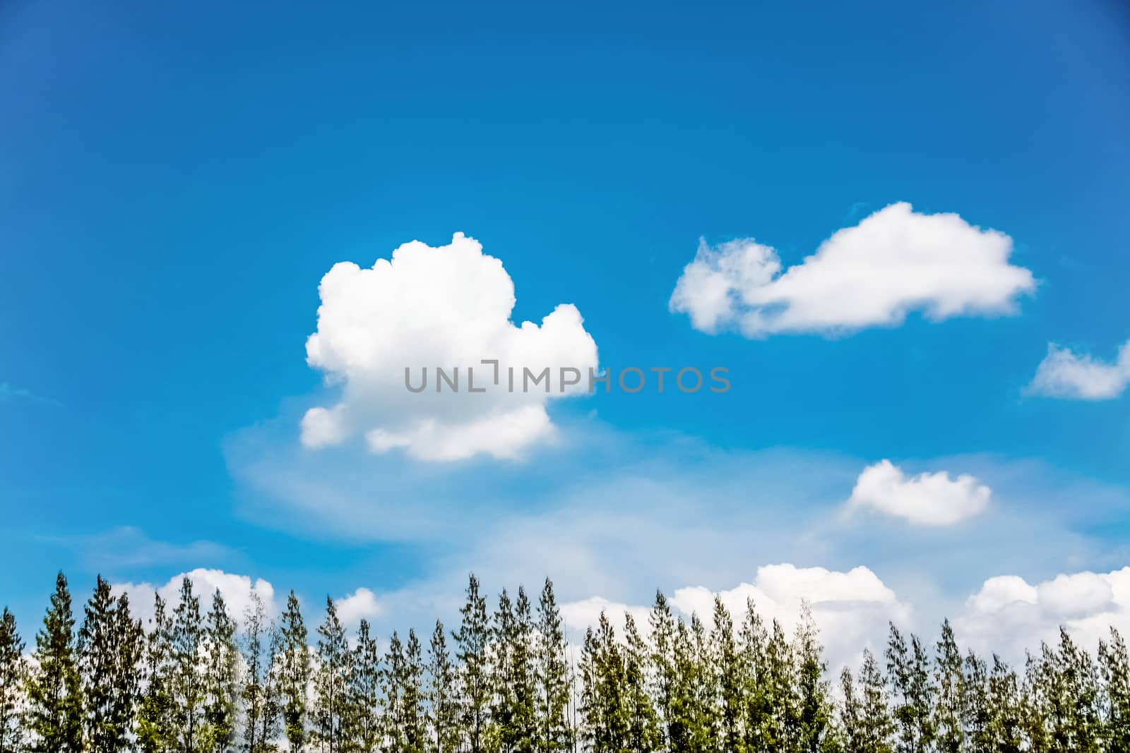 top pine tree with blue sky and cloud on bright day