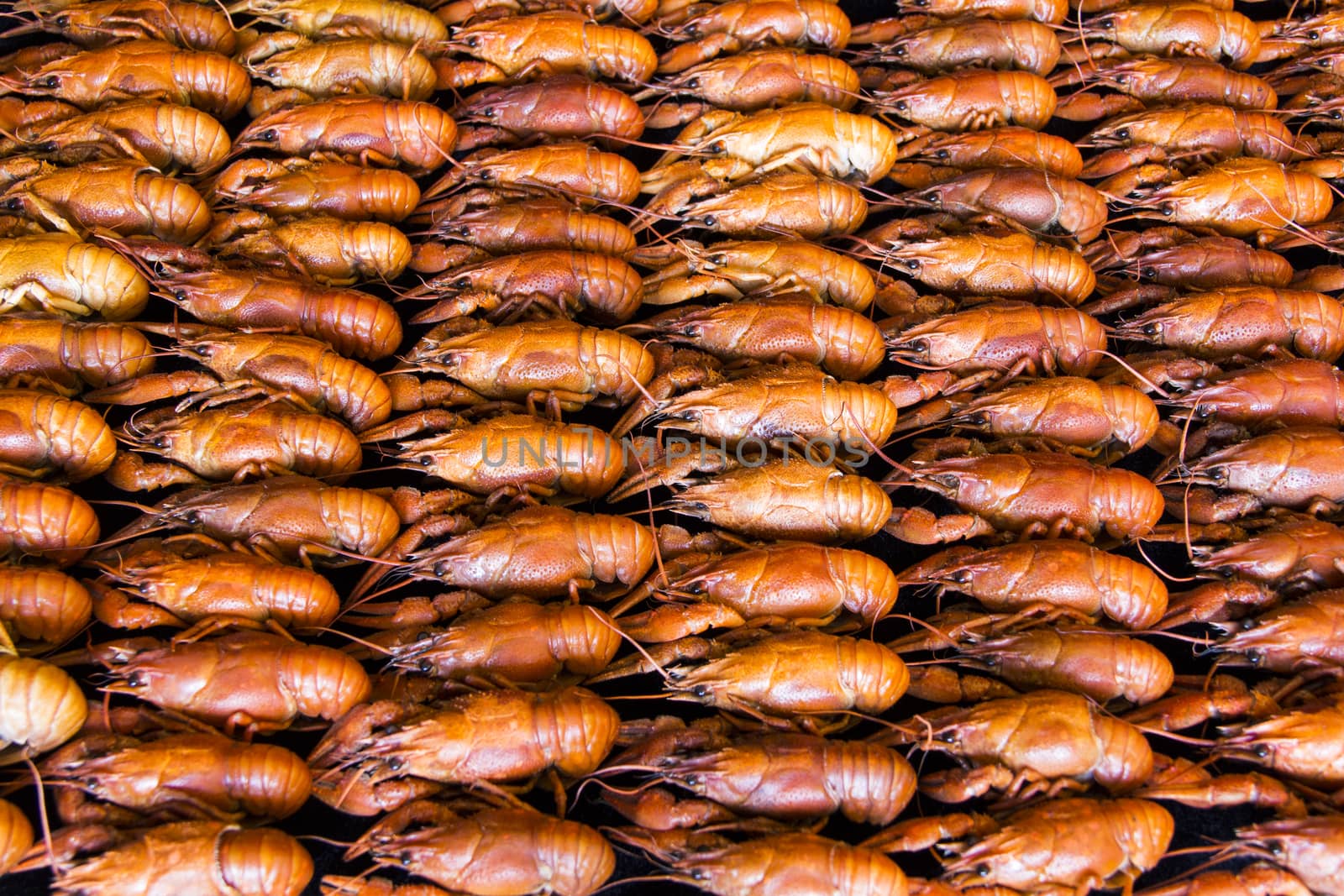 Photo of background with red boiled crawfishes