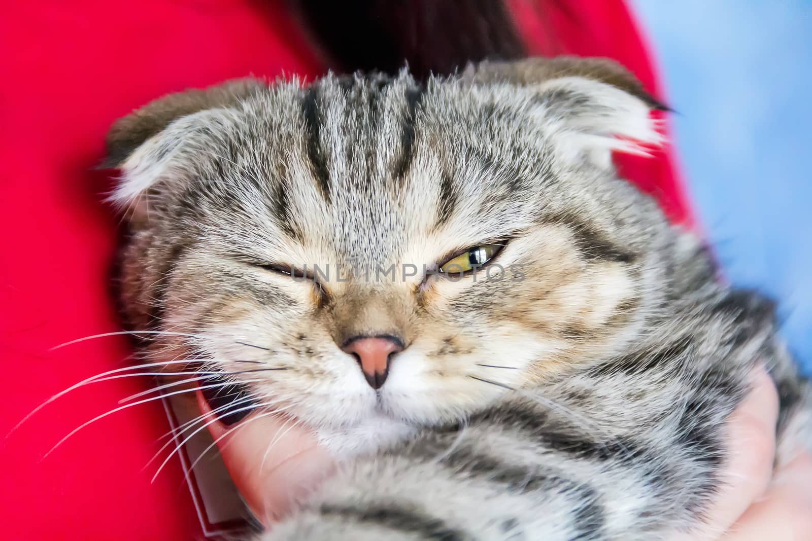 Cat portrait with squint eyes on red