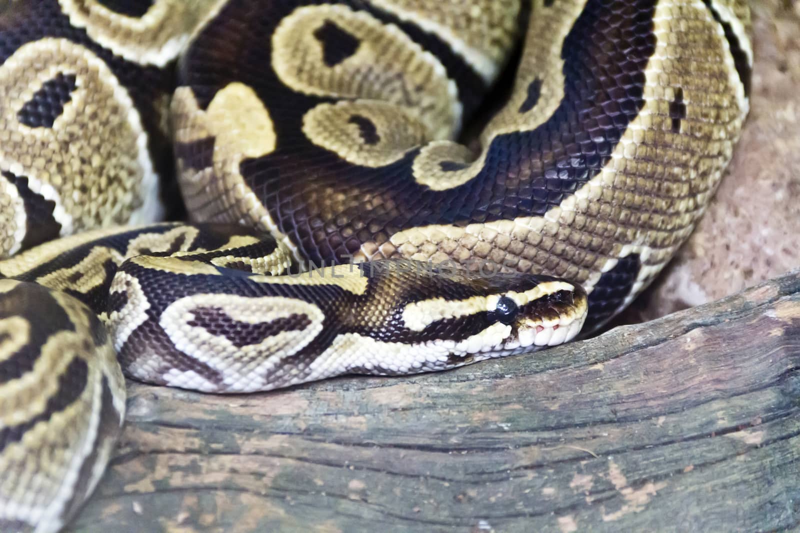 Photo of reticulated python close up in zoo