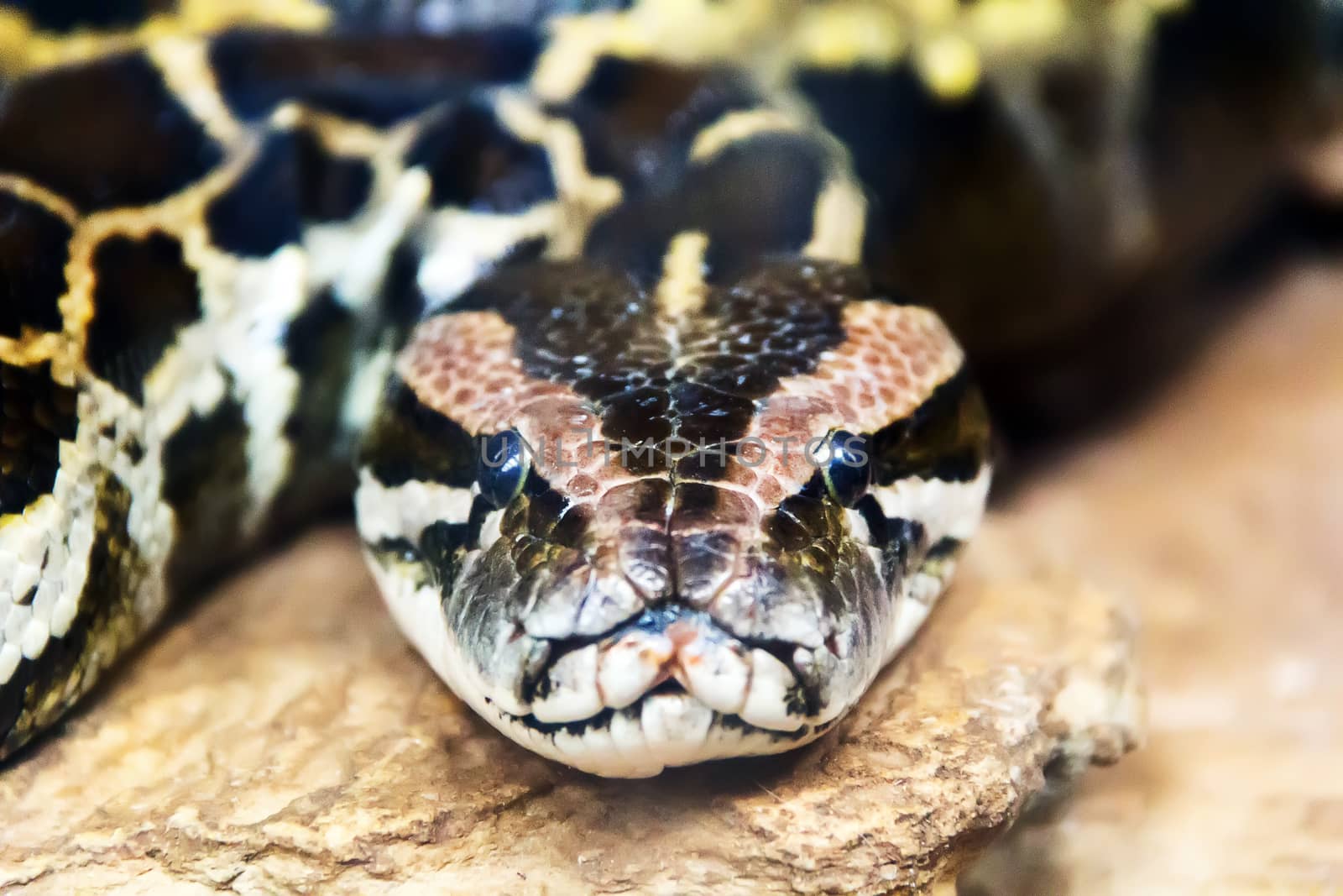 Photo of reticulated python head in full face