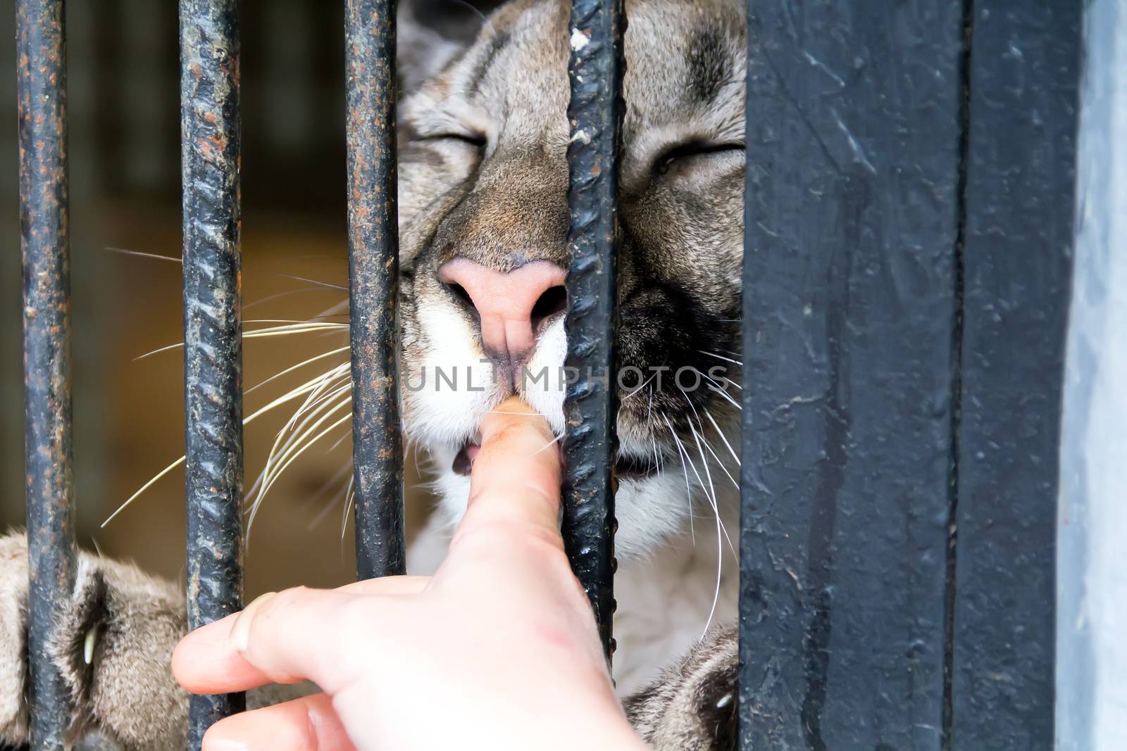 Lioness in the zoo biting human finger