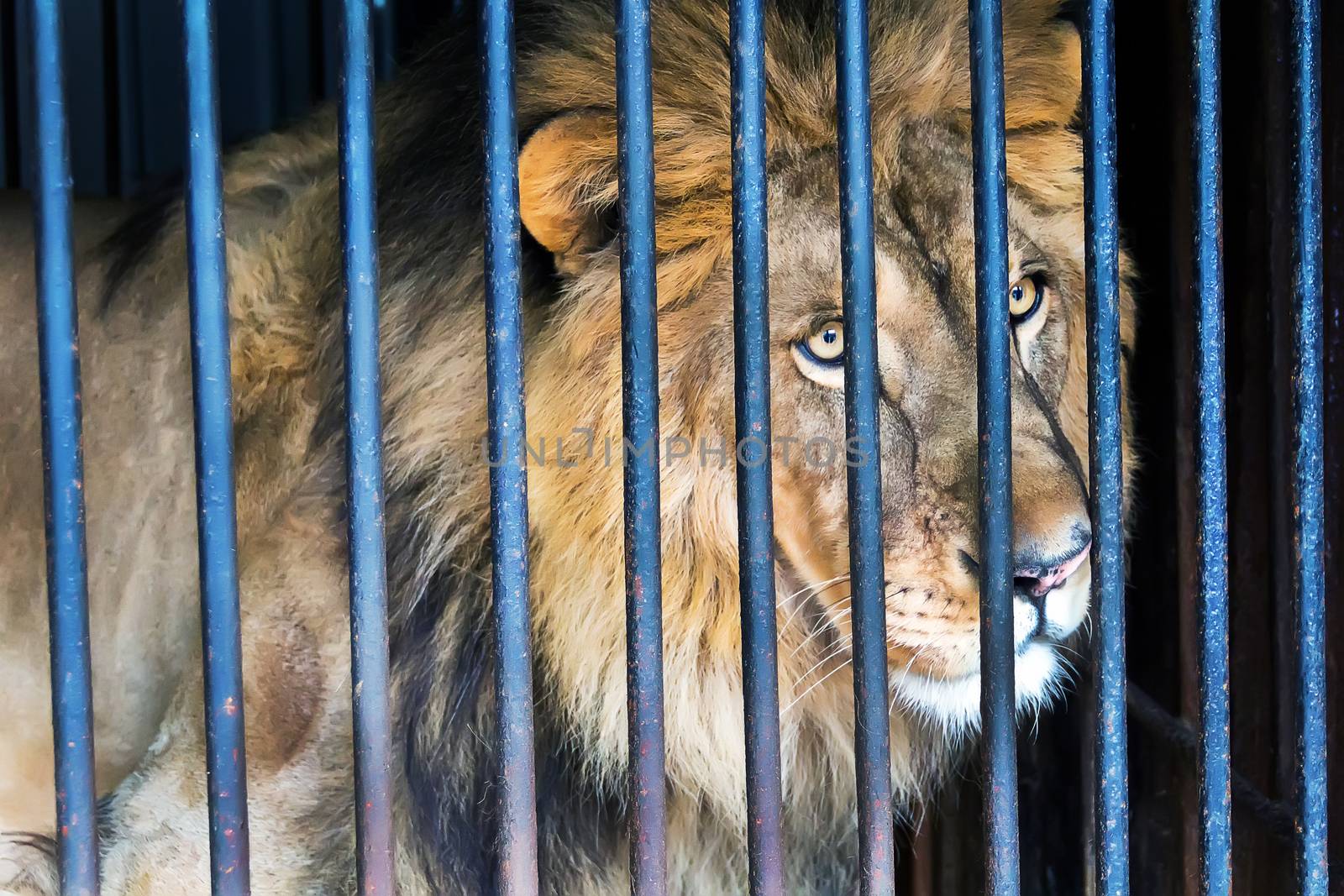 Lonely wild cat lion in a cage zoo