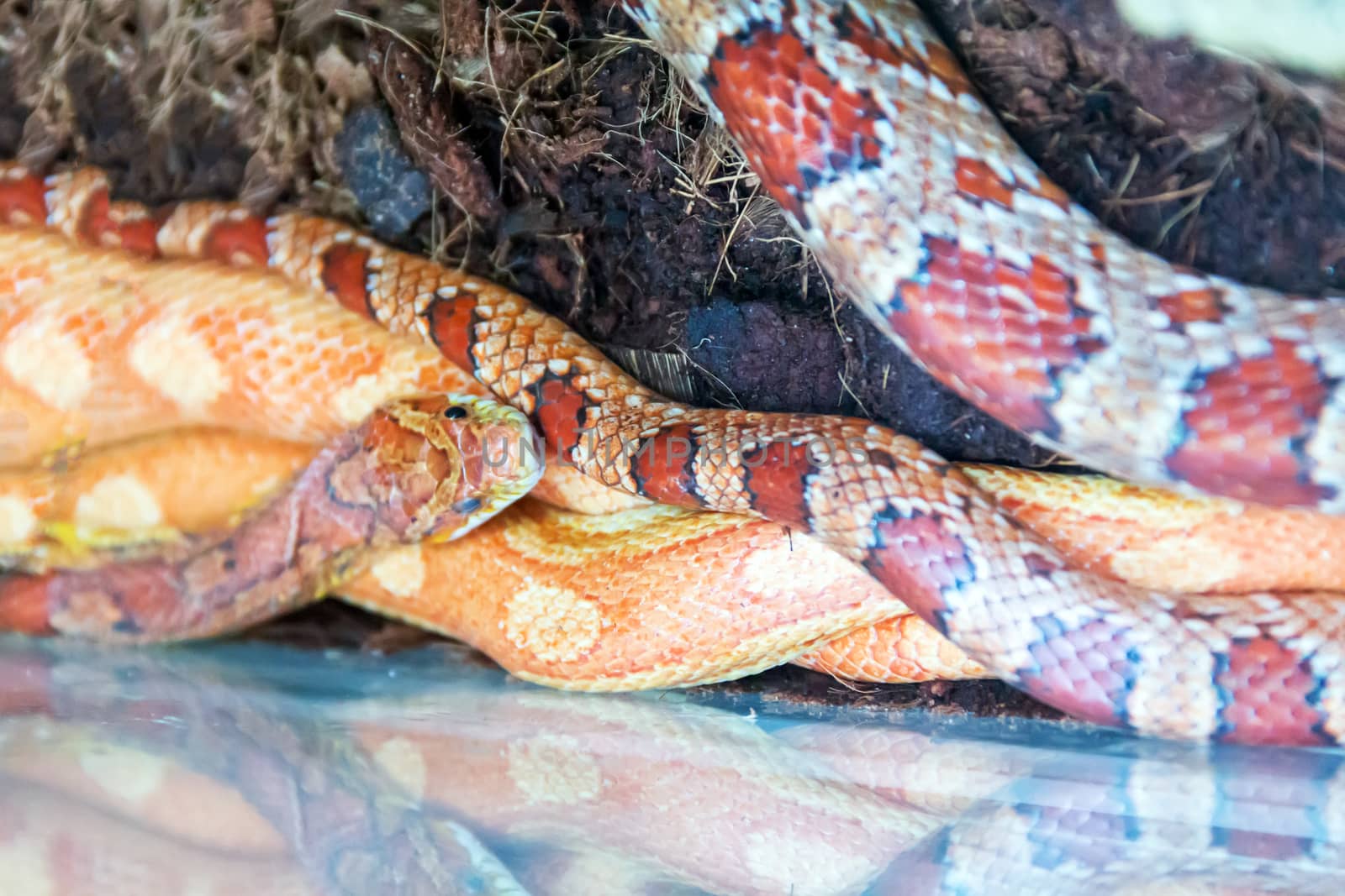 Photo of dangerous red snake in ZOO