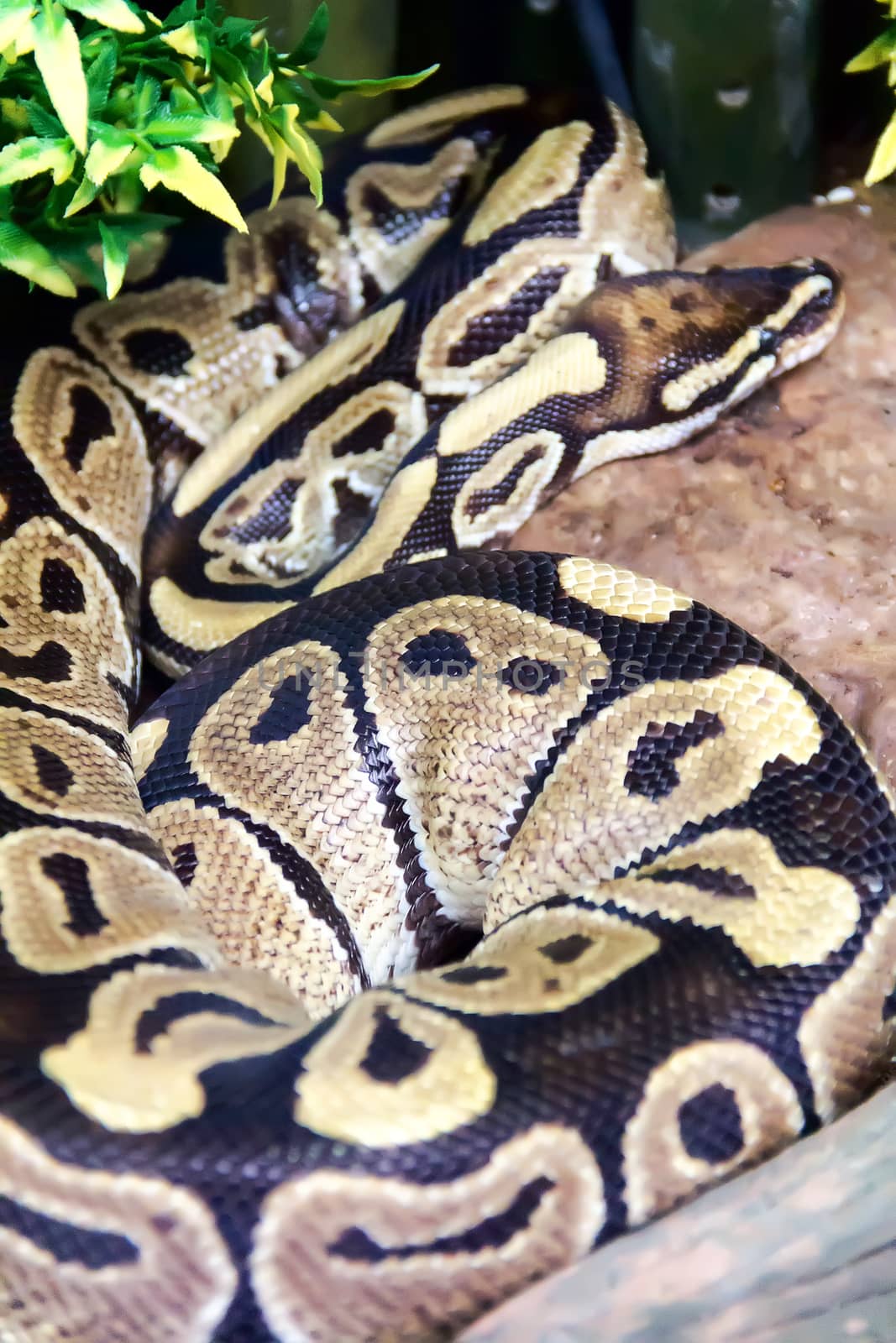 Photo of reticulated python as ring closeup in zoo